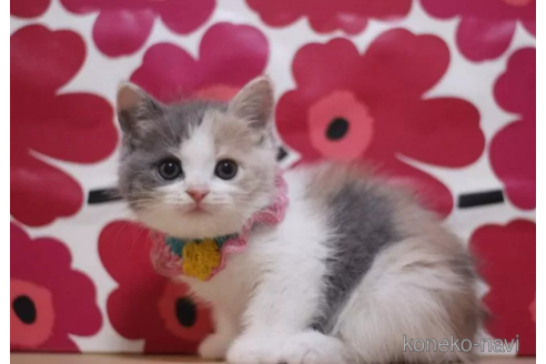 成約済の東京都のスコティッシュフォールド-100111の2枚目